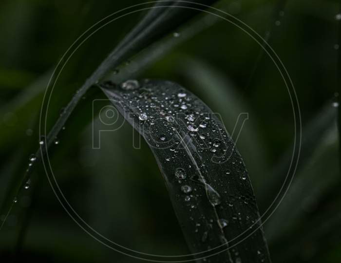 waterdroplets on a leaf