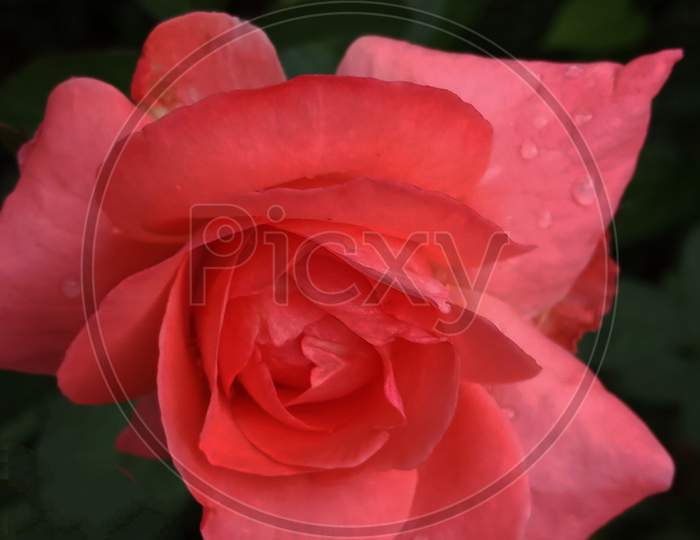 Rose in dark rain..