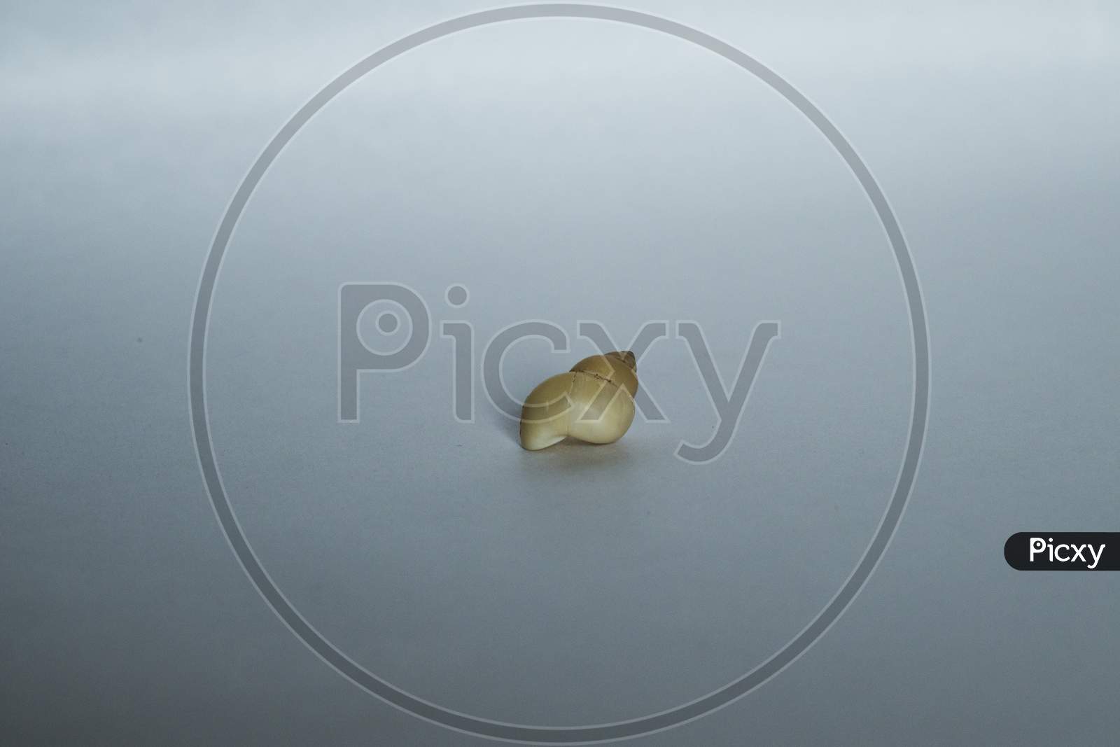 Snail Shell With The White Background