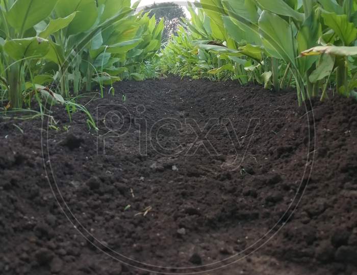 Soil in the termaric field