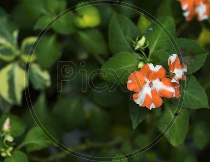 Image Of Orange Color Impatiens Walleriana Flower.It Is Also Known As Busy Lizzie.