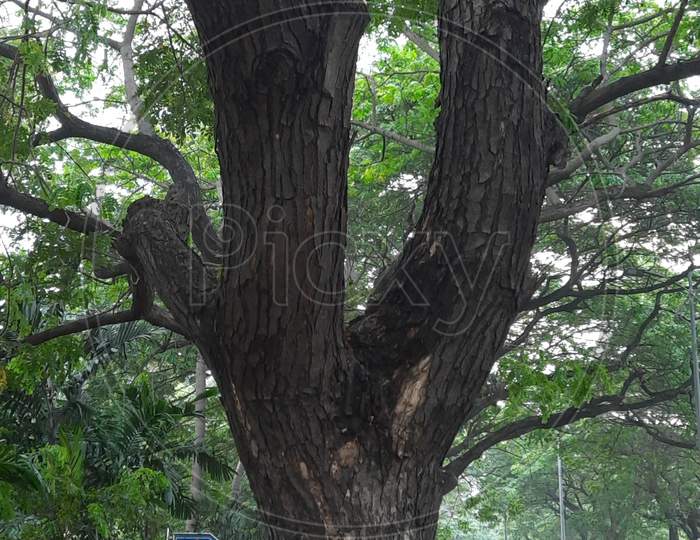 tree trunks and branches in nature