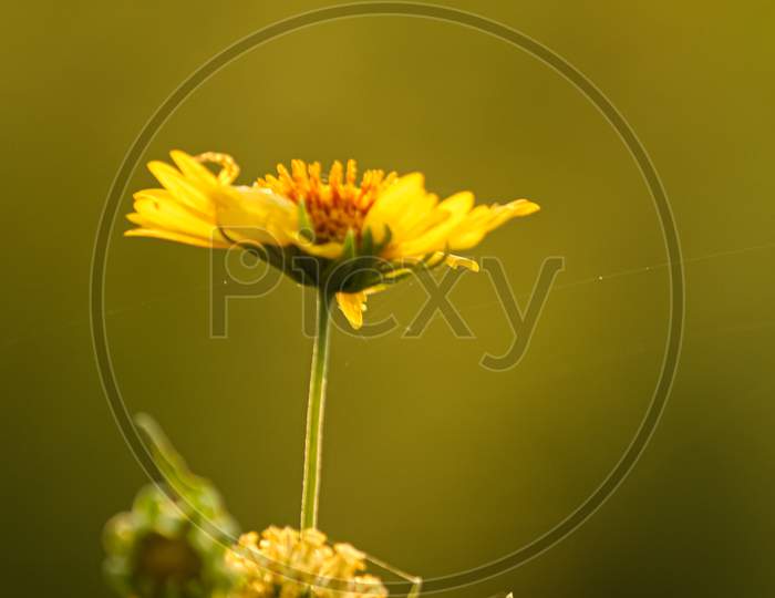 A bright yellow wildflower blooming on a green background