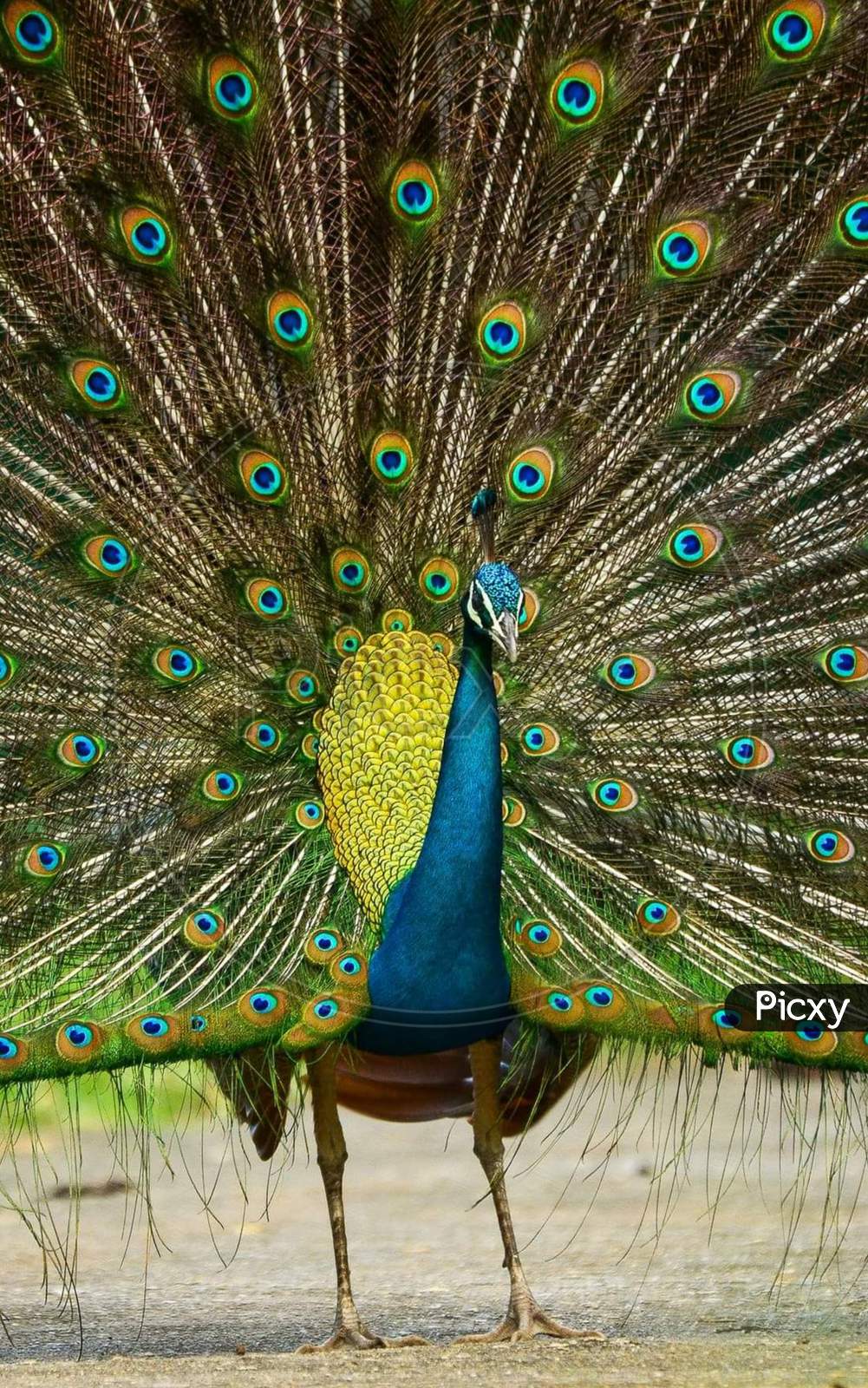 Extreme close shot of a indian peacock
