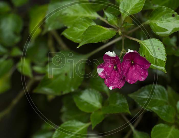 Image Of Purple Color Impatiens Walleriana Flower.It Is Also Known As Busy Lizzie.