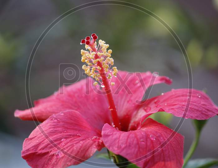 Indian Pink Hibiscus