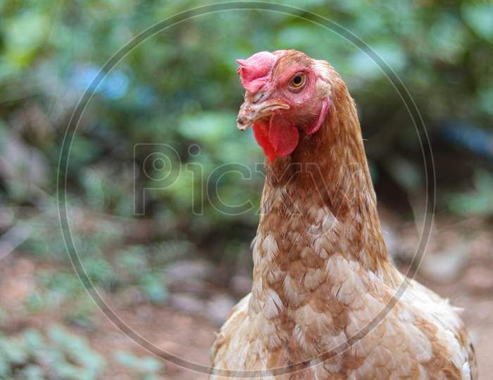 An Image Of A Young Hen Portrait.