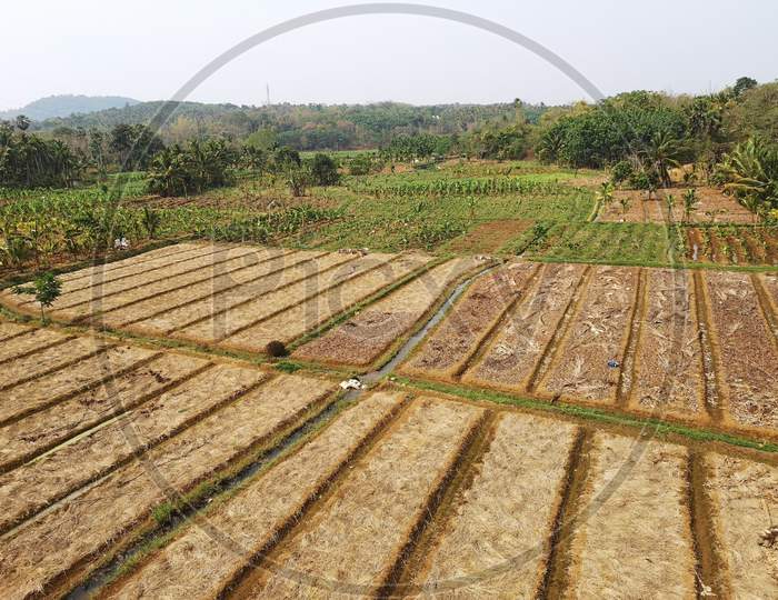 Agricultural field in kerala is ready for farming
