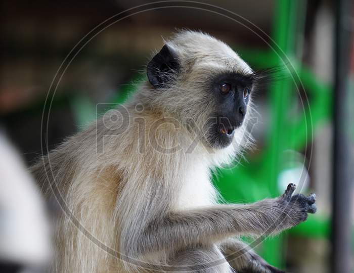 Indian black monkey portrait with green nature view