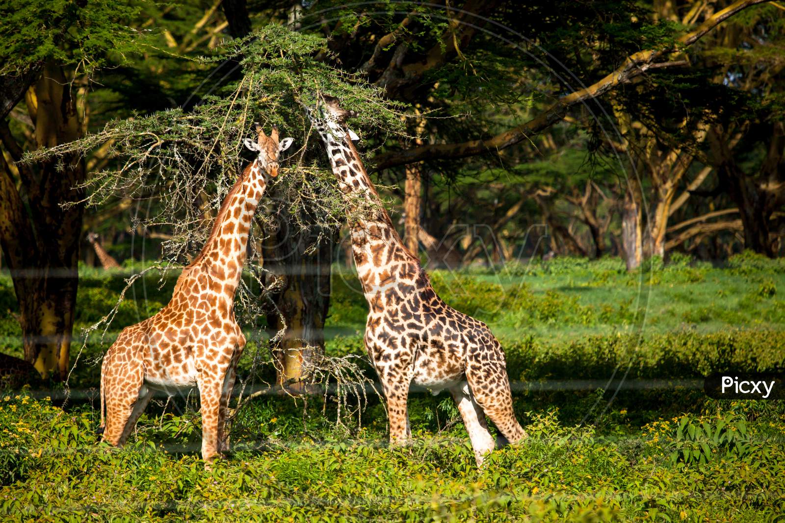 Giraffe Spotted In The Safari At Masai Mara, Kenya