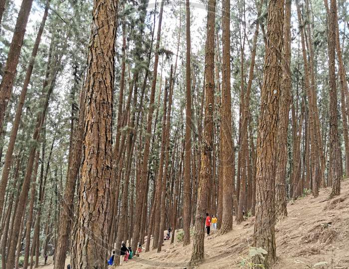 Vagamon pine valley forest kerala