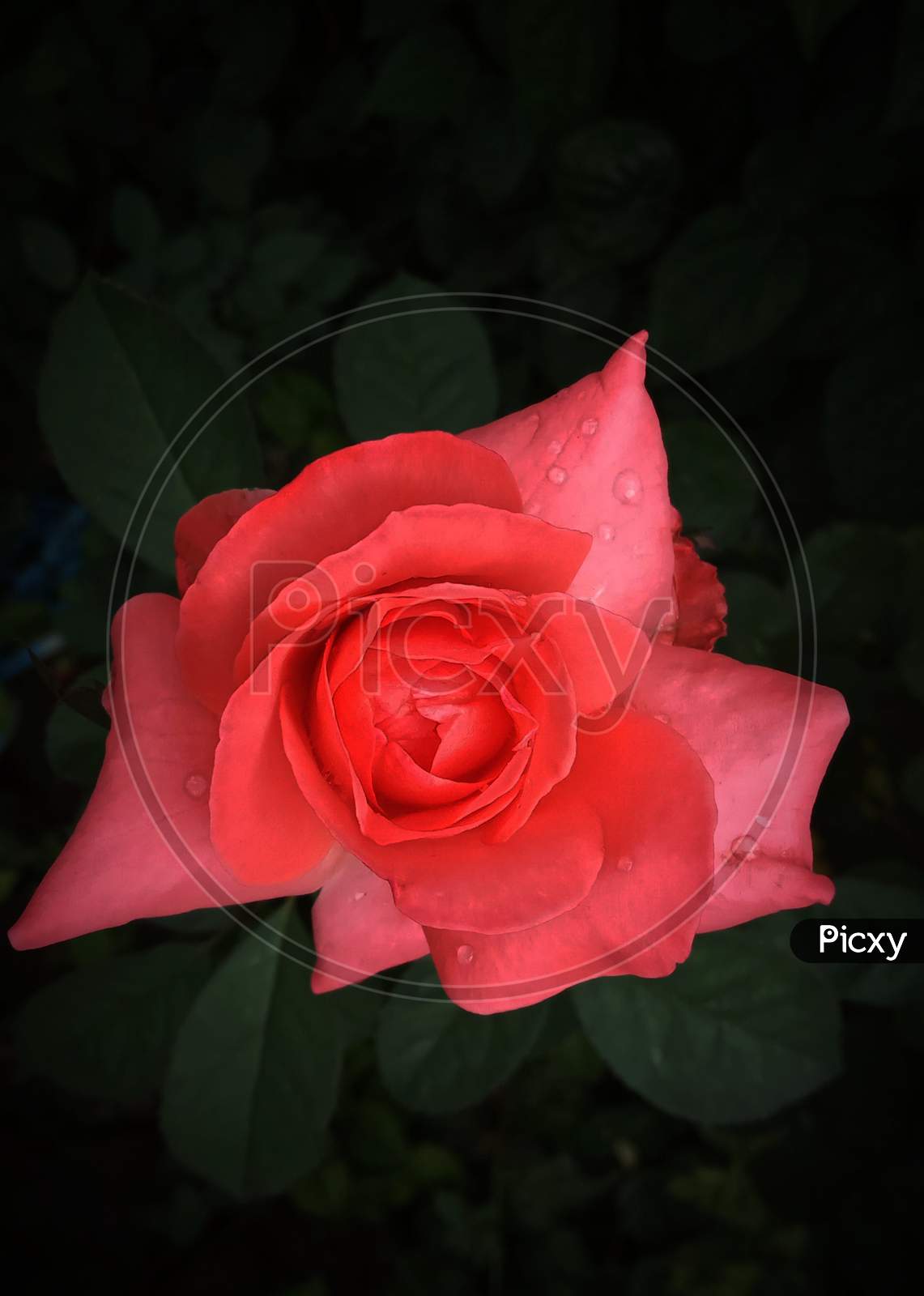 Rose in dark rain...