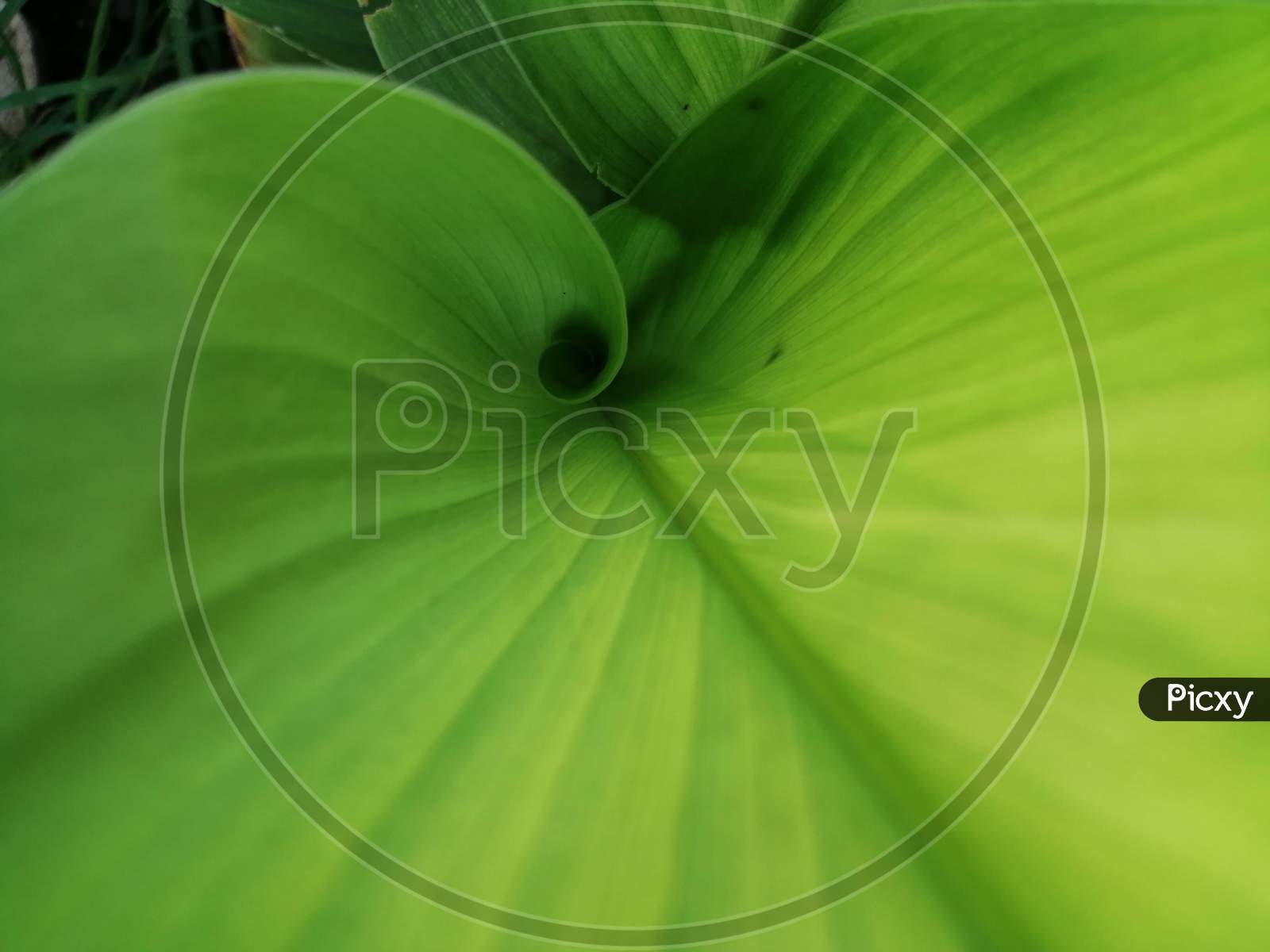 Green plant termeric leaf