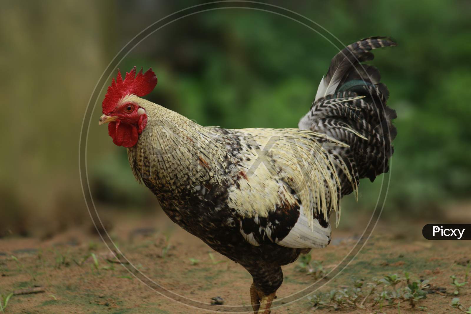 Local Rooster walking on ground