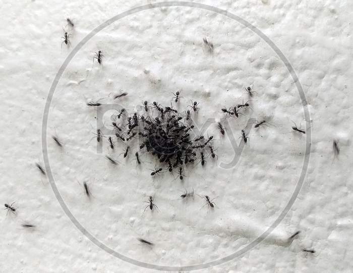 Army of Ants