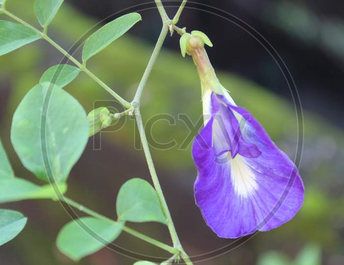 Choreque negro  Cordofan-pea Flower