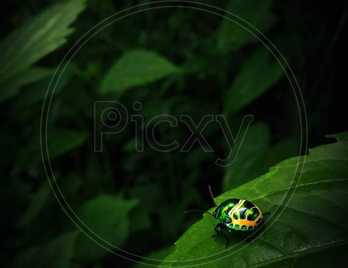 Green bug 🐞