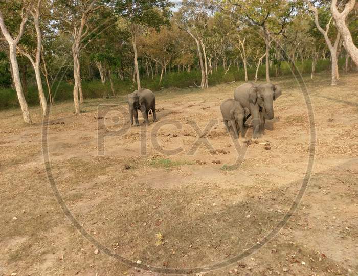 Elephants in the bandipur national park Karnataka, India