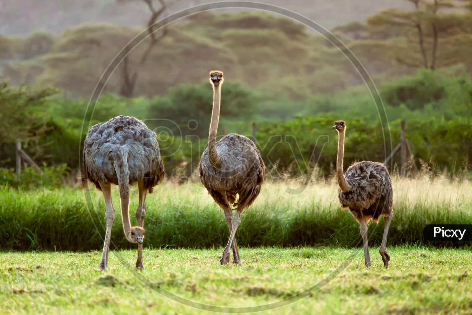Two Ostrich With A Baby
