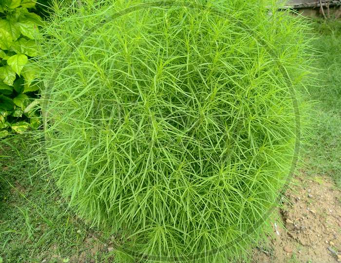 Beautiful Kochia Plant
