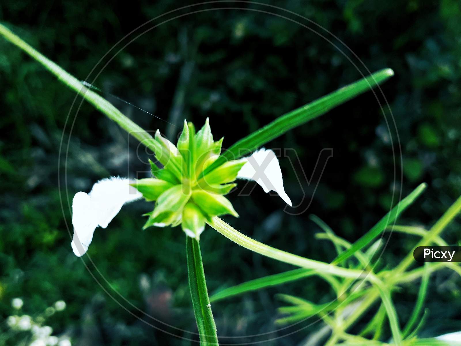 Green Leucas Flower