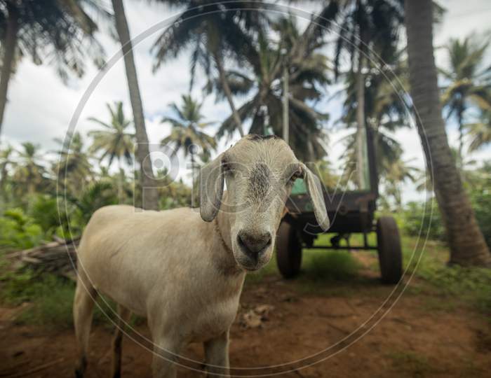 Goat in Indian Village