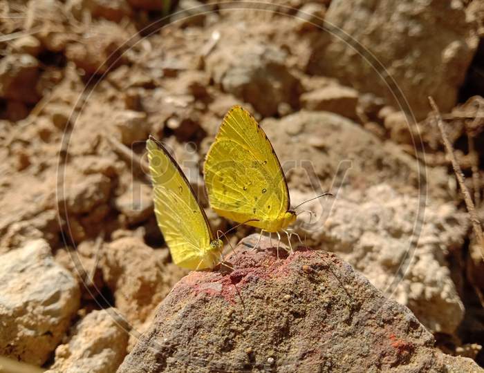 Picture Of Two Spotless Grass Yellow Butterflies Sitting On A Brick