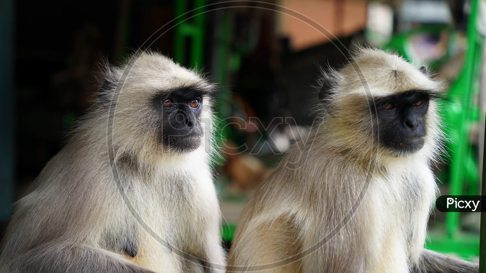 Gray langur close up , indian monkey, black face monkey, face close up