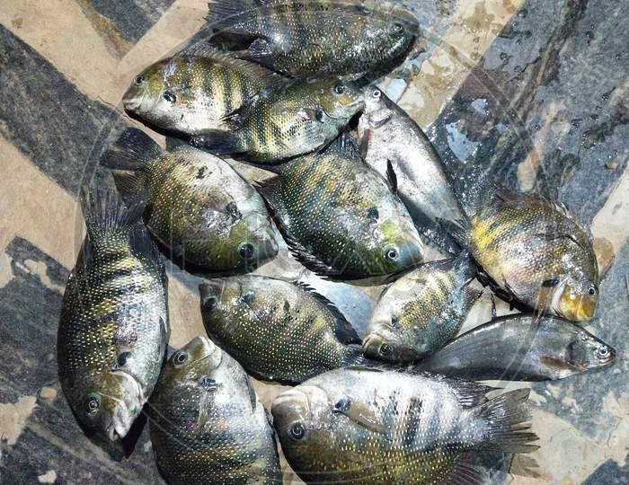 The green chromide is a species of cichlid fish that is native to fresh and brackish water habitats in southern India and Sri Lanka. Other common names include pearlspot cichlid, banded pearlspot, and striped chromide. In Kerala in India it is known locally as the Karimeen