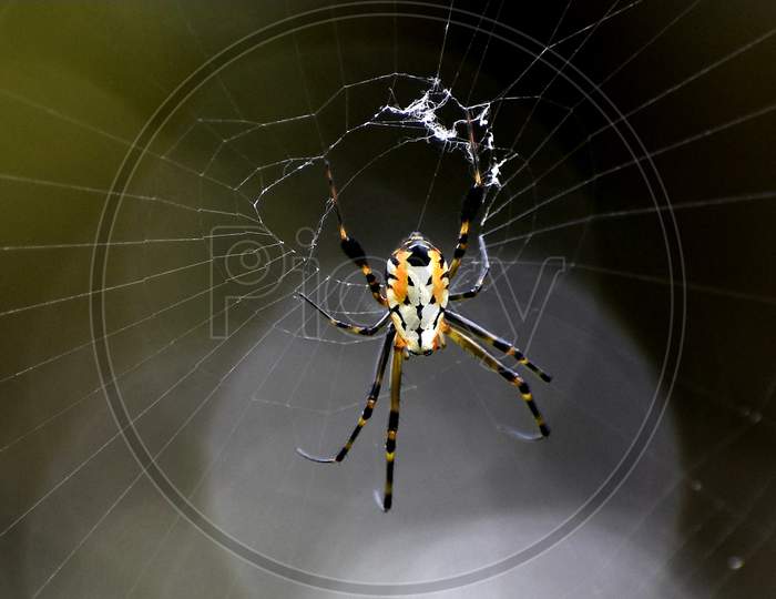 Spider wildlife photography