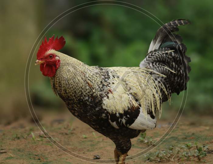 Local Rooster walking on ground