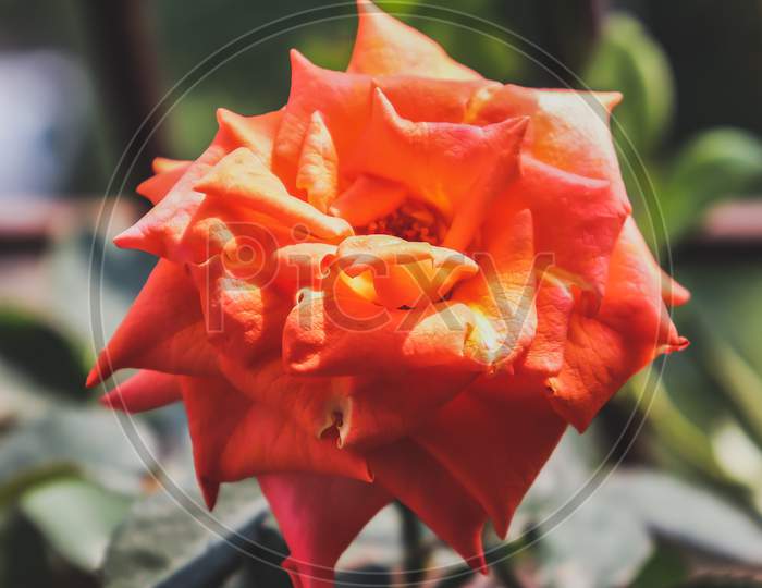 Hybrid tea rose flower looking so beautiful.