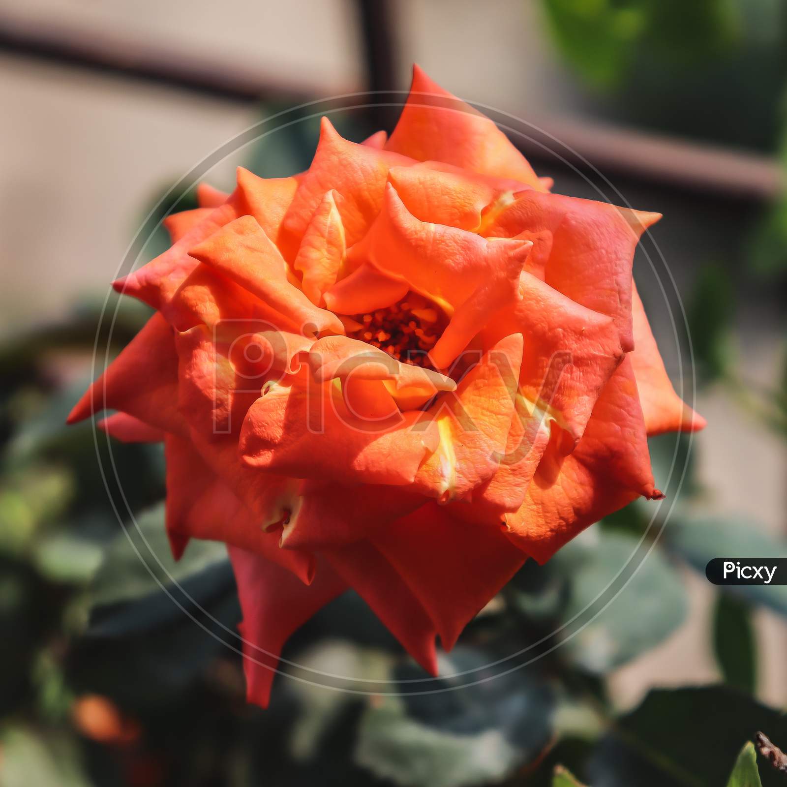 Hybrid tea rose flower look so beautiful