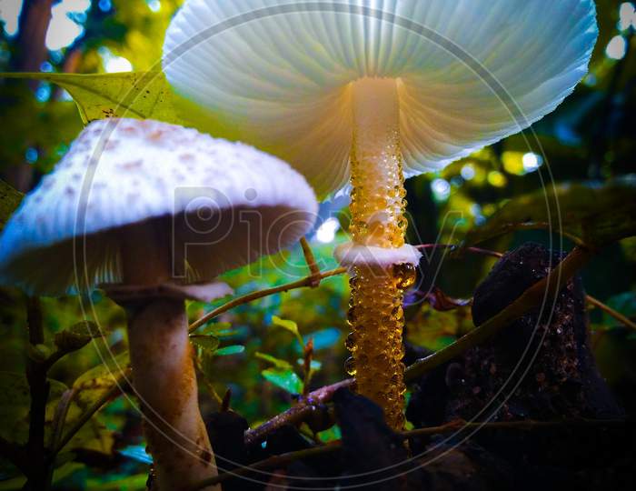 Mushroom in the jungle 🍄