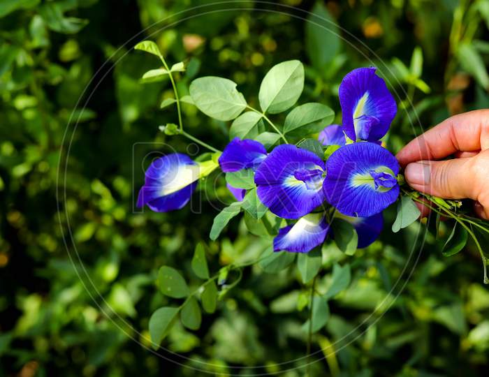 Aparajita blue flowers