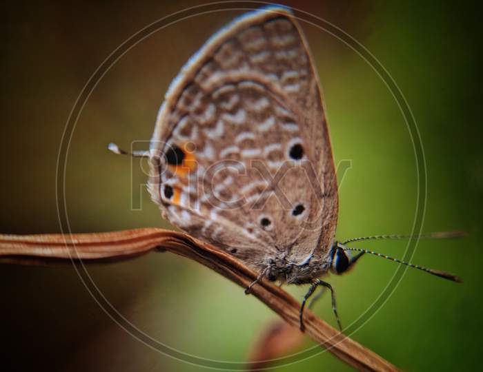 Butterfly macro photo