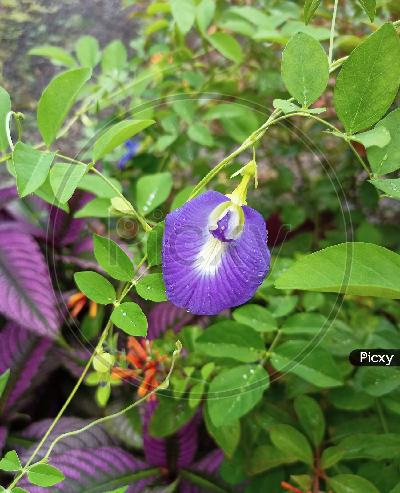 Violet flower