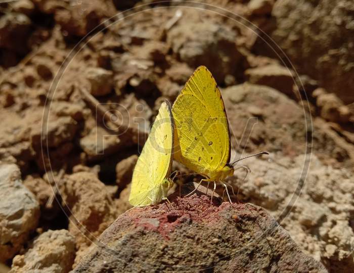 Picture Of Two Spotless Grass Yellow Butterflies Sitting On A Brick