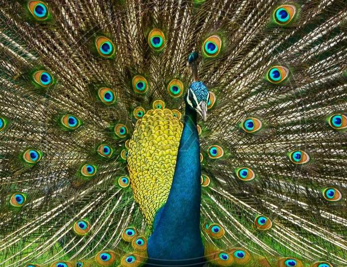 Extreme close shot of a indian peacock