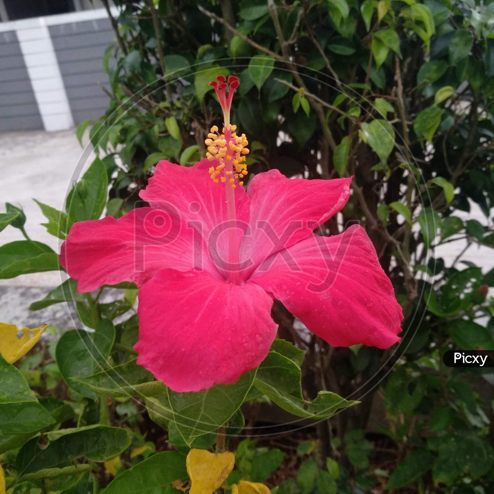Red Hibiscus flower in garden