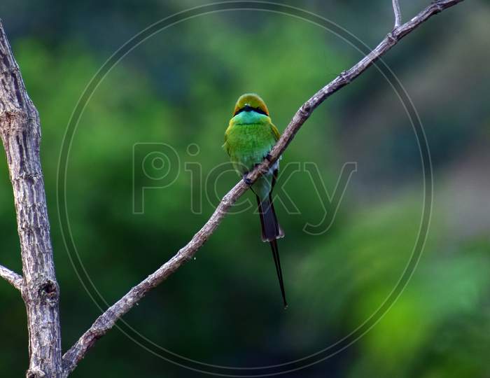 A small bee eater looking into camera
