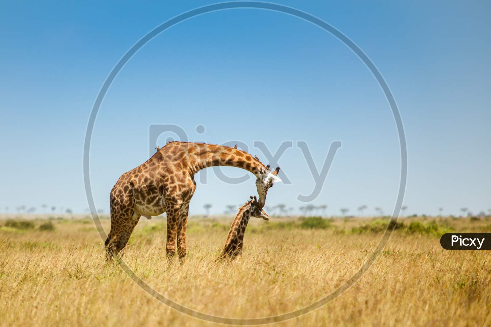 Mother Giraffe With Calf