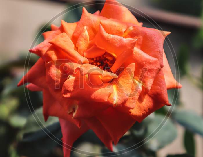 Hybrid tea rose flower look so beautiful