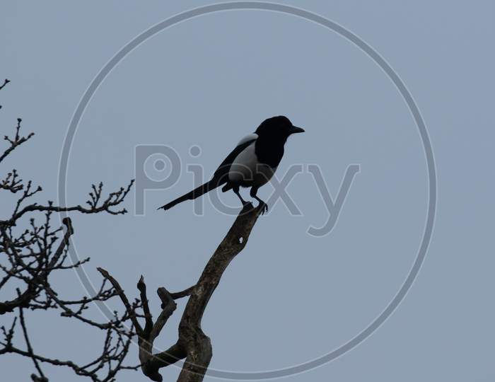 Eurasian Magpie, Pica Pica, Perched On End Dead Tree Looking Rowards Right Against Grey Sky