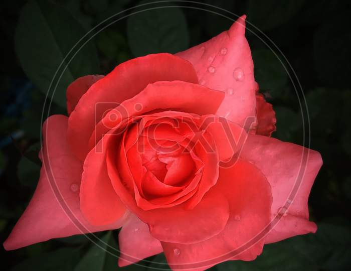 Rose in dark rain...