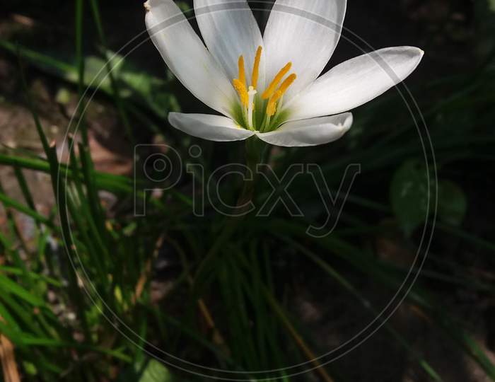 Sweet White Wild Flower.