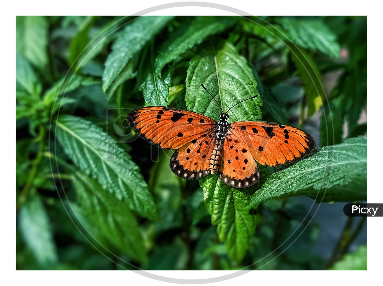Acraea terpsicore ( butterfly )