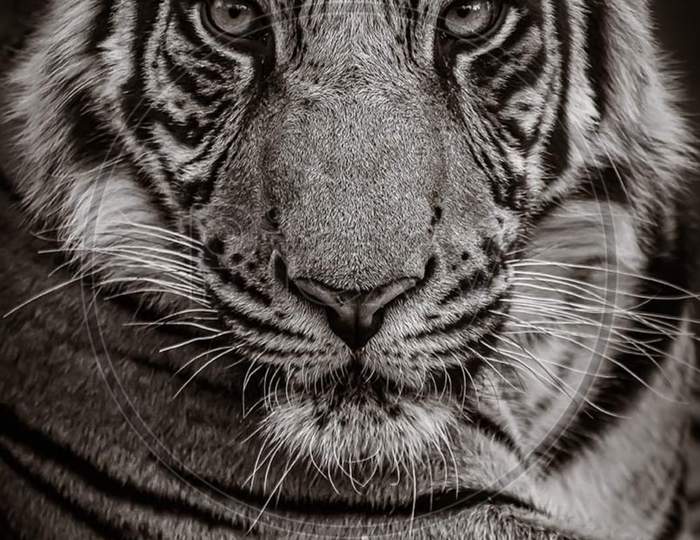 Face of a bengal tiger