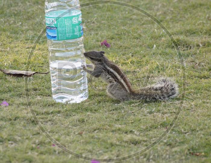 Squirrel trying to drink water💦