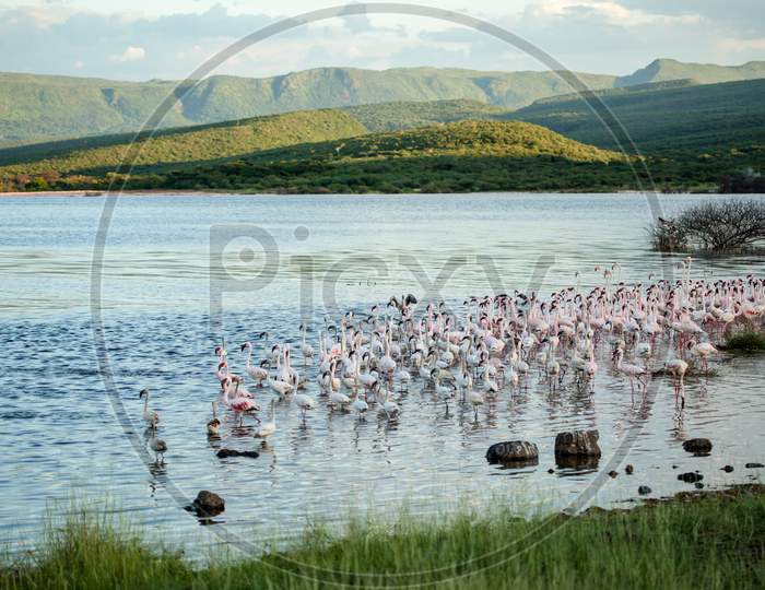 Two Flamingos In A Lake